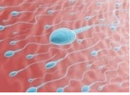 Le jeûne affecte-t-il le taux des spermatozoïdes 