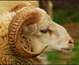 Immolez des bêtes de sacrifice. Qu’Allah les accepte