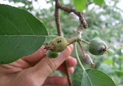 Règles concernant les fruits endommagés