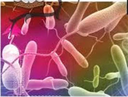 Conseils médicaux : Certaines des maladies infectieuses pendant le pèlerinage