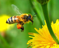 Le croyant est comme l’abeille