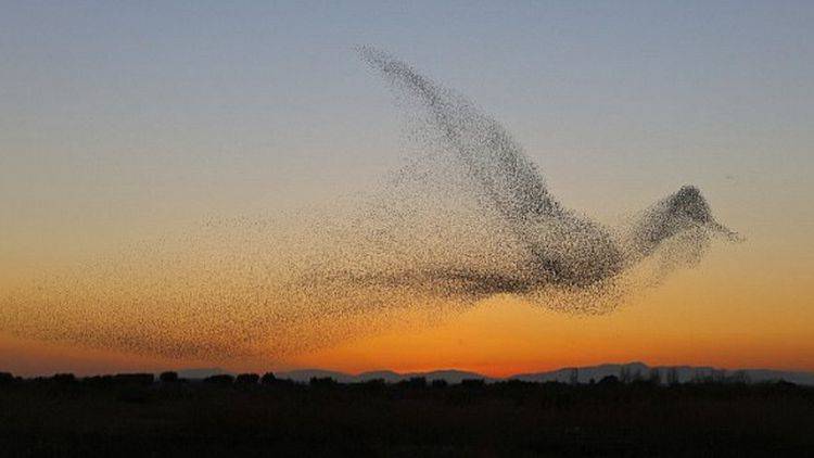 C’est Allah qui l’a empêché d’entrer à La Mecque comme Il en avait empêché l’éléphant