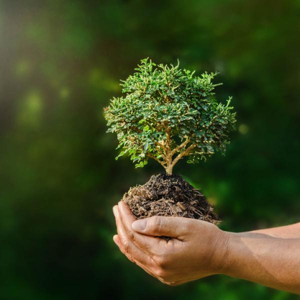 La ecolog&iacute;a y los valores isl&aacute;micos (parte 2 de 4)