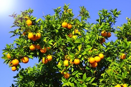L’agriculture dans la civilisation islamique