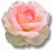 انصري دينك يا أختـاه