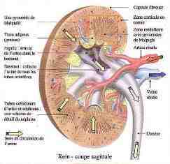 Les pathologies rénales