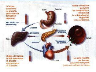 Les mesures que doit prendre un diabétique déséquilibré désirant jeûner.