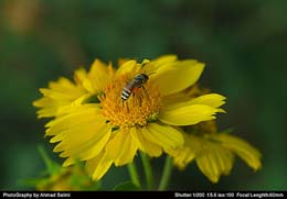 Asmaa: femme sensible et dévouée 2