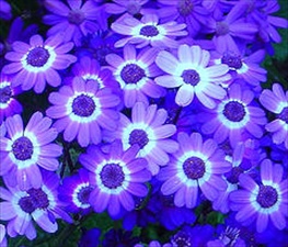 Barakah, su devoci&oacute;n a Muhammad