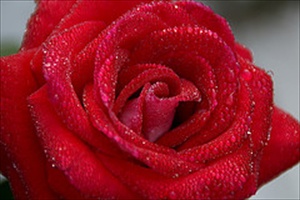 Um Sa’d, gran sabia de las 10 formas de lecturas del Cor&aacute;n