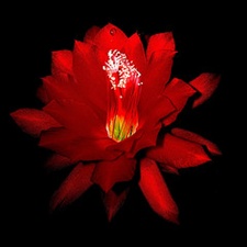 Mujeres musulmanas que ense&ntilde;aron a sus esposos: Amat Al Gafur Bint Is-haq Ad-Dahlawi