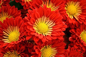 Mujeres musulmanas que ense&ntilde;aron a sus esposos: F&aacute;tima Bint Iahia