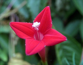 Mujeres musulmanas que ense&ntilde;aron a sus esposos: Mariam Bint Yah-sh