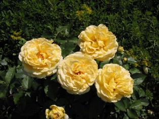 El Islam y la poligamia - II