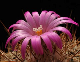 La gu&iacute;a de ‘A’ishah, la Madre de los creyentes, para resolver problemas - II