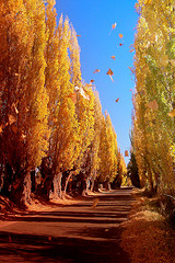 Los a&ntilde;os del ocaso