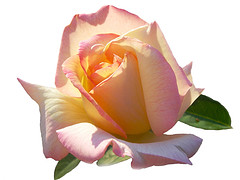 El d&iacute;a de la madre - I