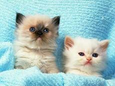 El Islam ense&ntilde;a el amor por los animales